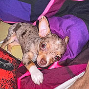 Aymé participe au concours pour gagner de l'argent avec cette photo : puppy, dog, pet, animal, portrait, lying_down, large_ears, short_hair, spotted_coat, brown, tan, white_paw, red_eye_reflection, blanket, bed, indoor, close_up, cute, flash_photography, relaxed