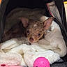 Aymé a rejoint le concours — aidez-le/la à gagner de superbes lots ! puppy, dog, pet, animal, carrier, travel_bag, plush_blanket, blanket, toy, pink_toy, ball, chew_toy, sleepy, cute, brown_and_white, large_ears, portrait, indoors, cozy, photography