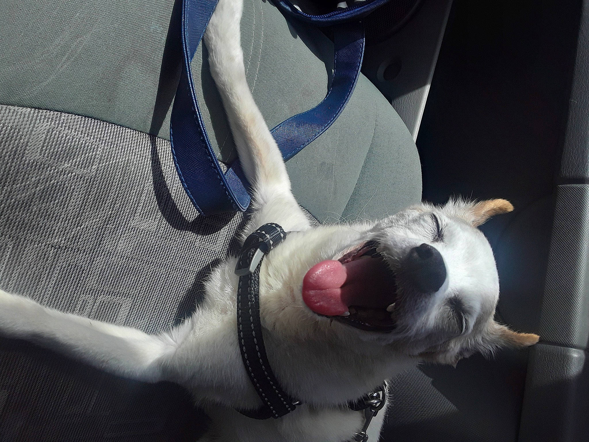 Cody joined the competition — help win amazing prizes! carmine, carnivore, collar, comfort, companion_dog, dog, dog_breed, dog_collar, fawn, foot, gesture, human_leg, knee, leash, paw, snout, sporting_group, thigh, whiskers, working_animal