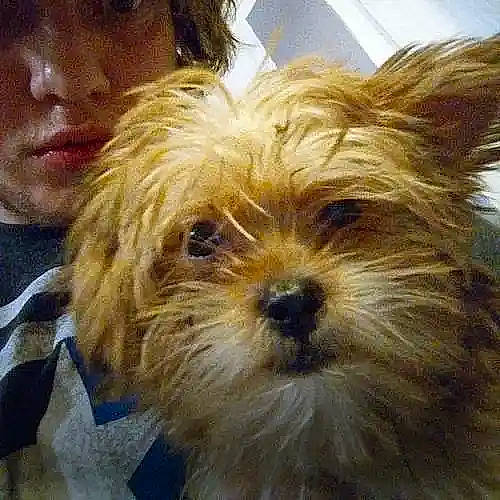 The Shorkies is registered to the contest to win money with this photo: biewer_terrier, canidae, carnivore, companion_dog, dog, dog_breed, eyewear, fur, liver, puppy_love, small_terrier, snout, sporting_group, surfer_hair, terrestrial_animal, terrier, toy_dog, working_animal, yorkipoo, yorkshire_terrier