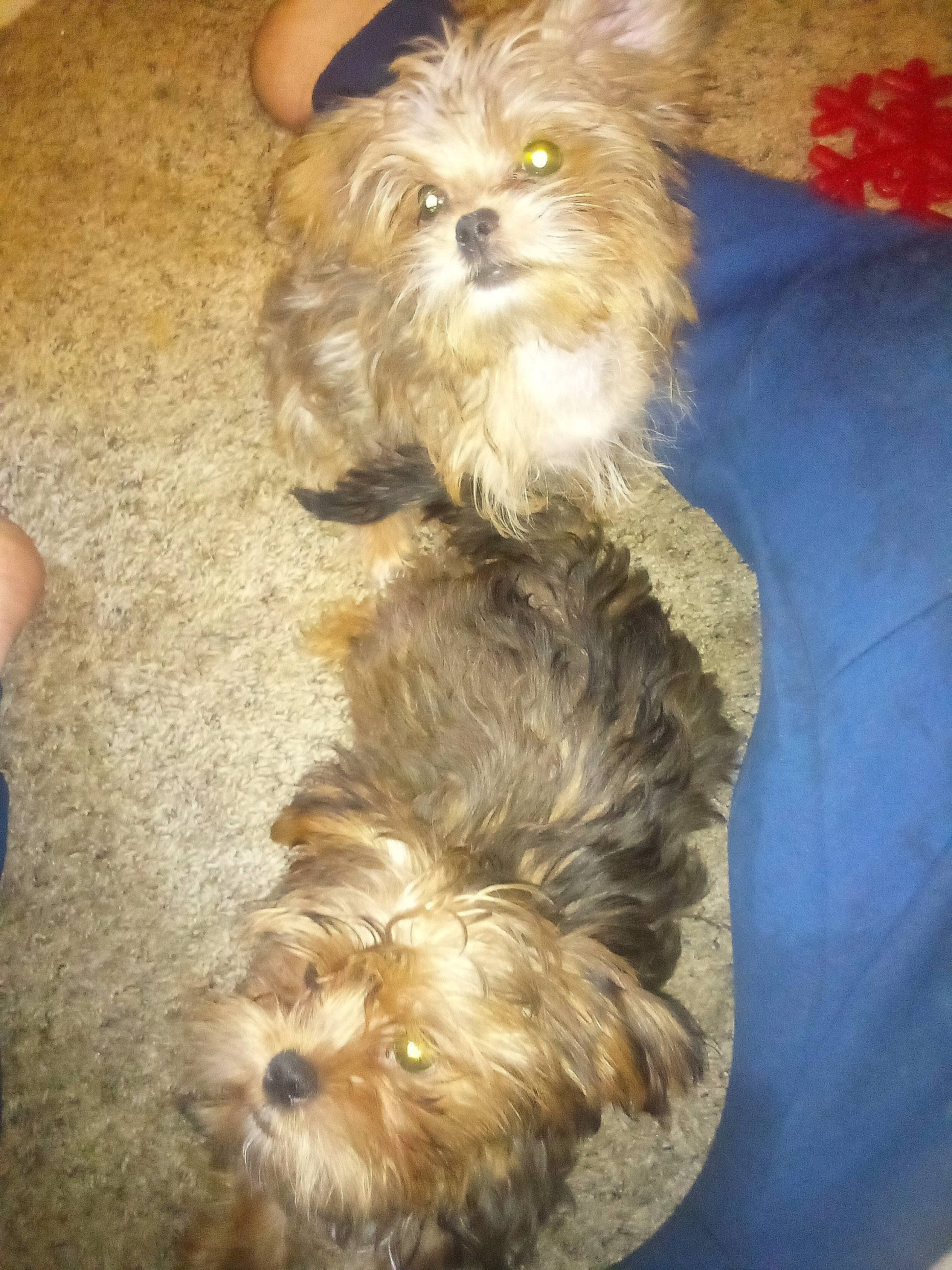 The Shorkies is registered to the contest to win money with this photo: biewer_terrier, canidae, carnivore, companion_dog, dog, dog_breed, dog_clothes, dog_supply, fawn, fur, liver, poodle_crossbreed, puppy, small_terrier, snout, sporting_group, terrier, toy_dog, working_animal, yorkipoo