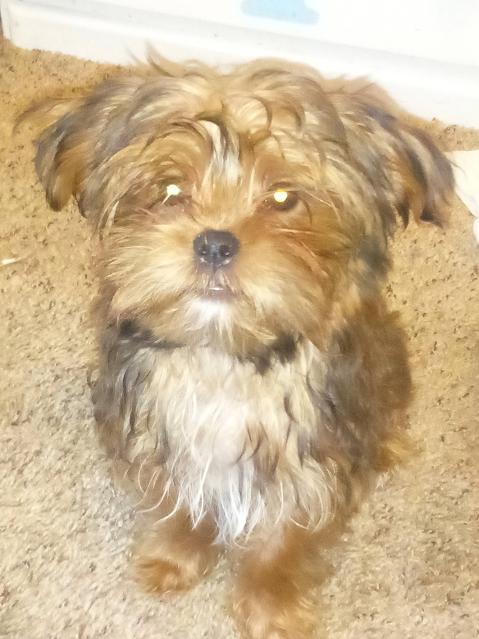 Bear joined the competition — help win amazing prizes! canidae, carnivore, companion_dog, dog, dog_breed, fawn, fur, liver, maltepoo, poodle_crossbreed, shih_poo, small_terrier, snout, sporting_group, terrestrial_animal, terrier, toy_dog, water_dog, working_animal, yorkipoo