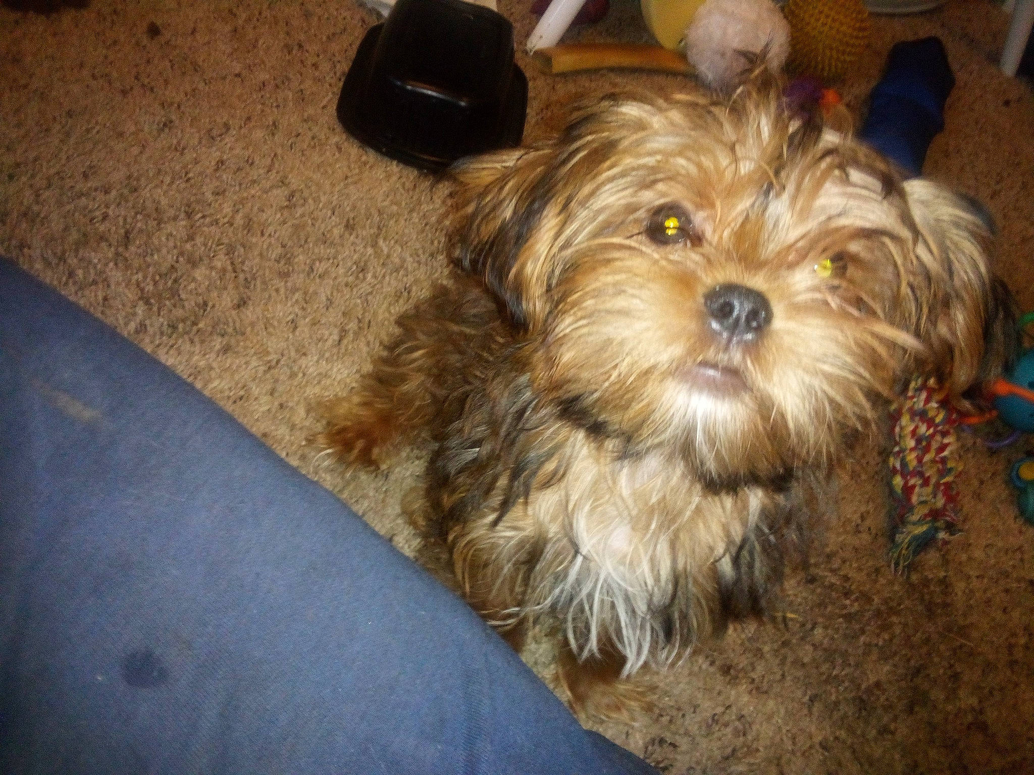 Bear is registered to the contest to win money with this photo: biewer_terrier, canidae, carnivore, companion_dog, dog, dog_breed, firefighter, fur, liver, maltepoo, non_sporting_group, poodle_crossbreed, shih_poo, small_terrier, snout, sporting_group, terrier, toy_dog, working_animal, yorkipoo