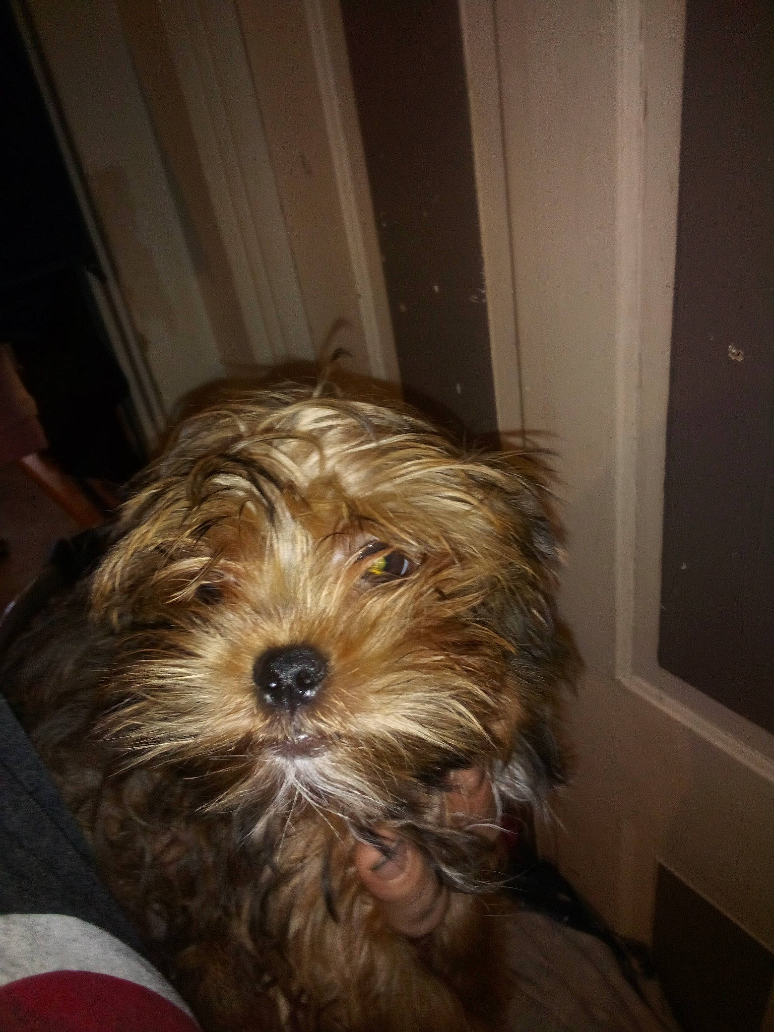 Bear is registered to the contest to win money with this photo: canidae, carnivore, cockapoo, companion_dog, dog, dog_breed, door, fur, hardwood, liver, small_terrier, snout, sporting_group, terrier, toy_dog, whiskers, window, wood, working_animal, yorkipoo