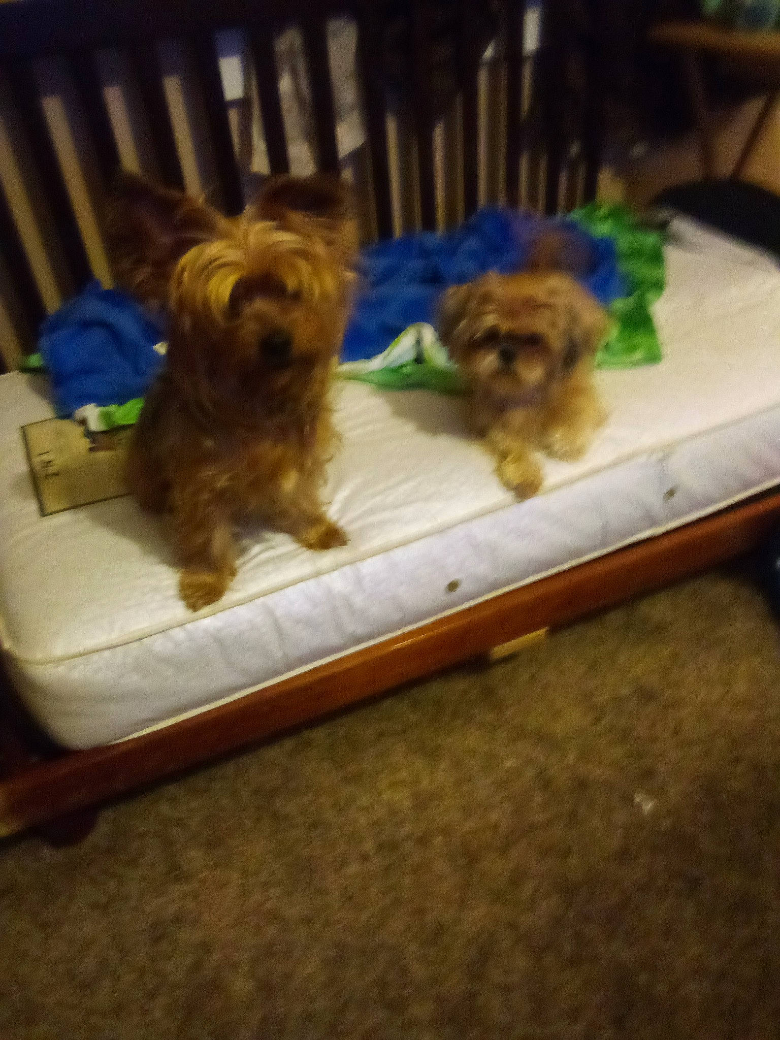 Buddy The Shorkies Daddy joined the competition — help win amazing prizes! canidae, carnivore, companion_dog, dog, dog_breed, dog_supply, fawn, felidae, fur, hardwood, liver, pet_supply, small_terrier, sporting_group, terrier, toy, toy_dog, vertebrate, working_animal, yorkipoo