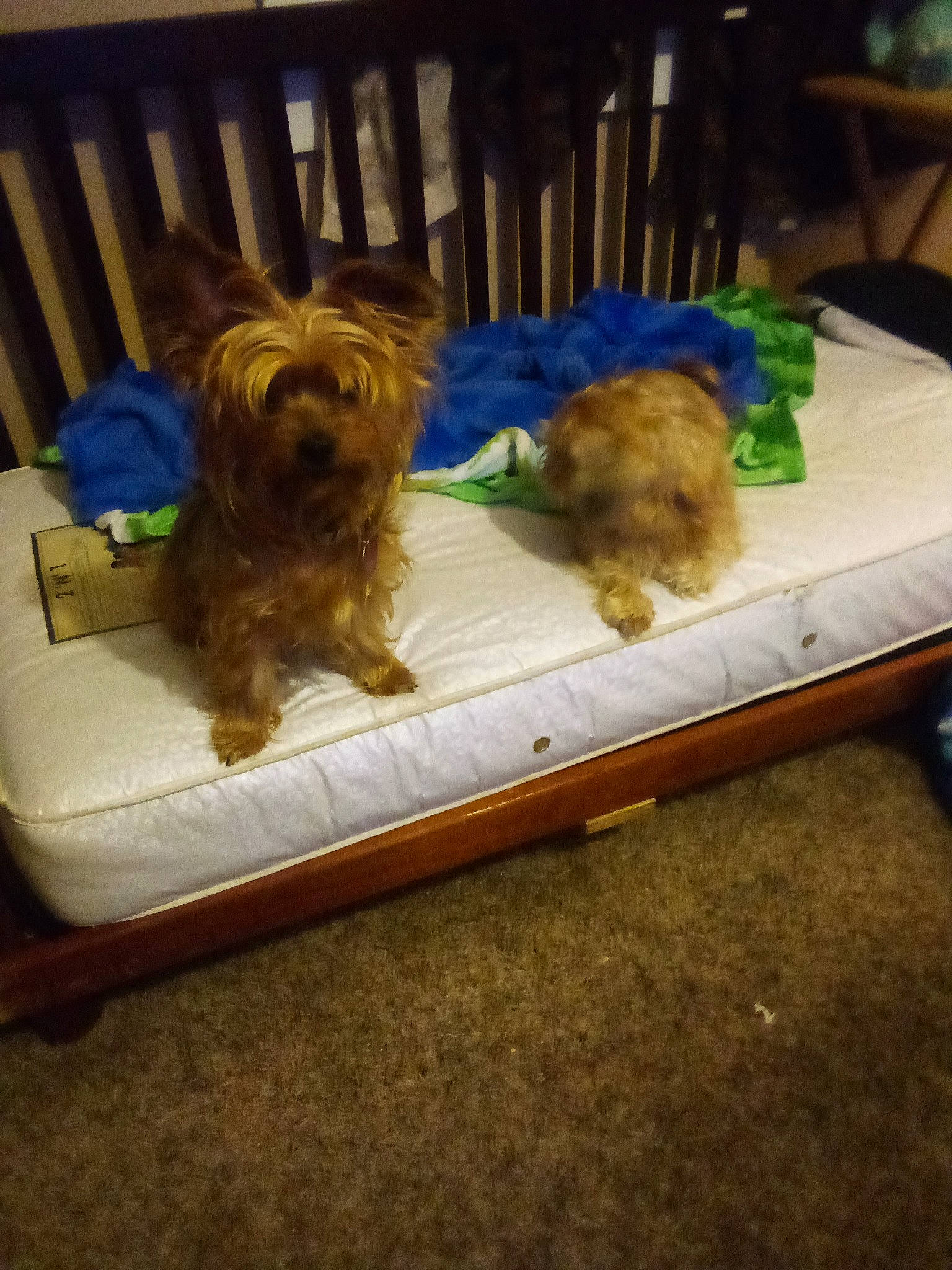 Buddy The Shorkies Daddy joined the competition — help win amazing prizes! canidae, carnivore, chair, comfort, companion_dog, couch, dog, dog_breed, dog_supply, fawn, liver, rectangle, small_terrier, sofa_bed, sporting_group, terrier, toy, toy_dog, working_animal, yorkshire_terrier