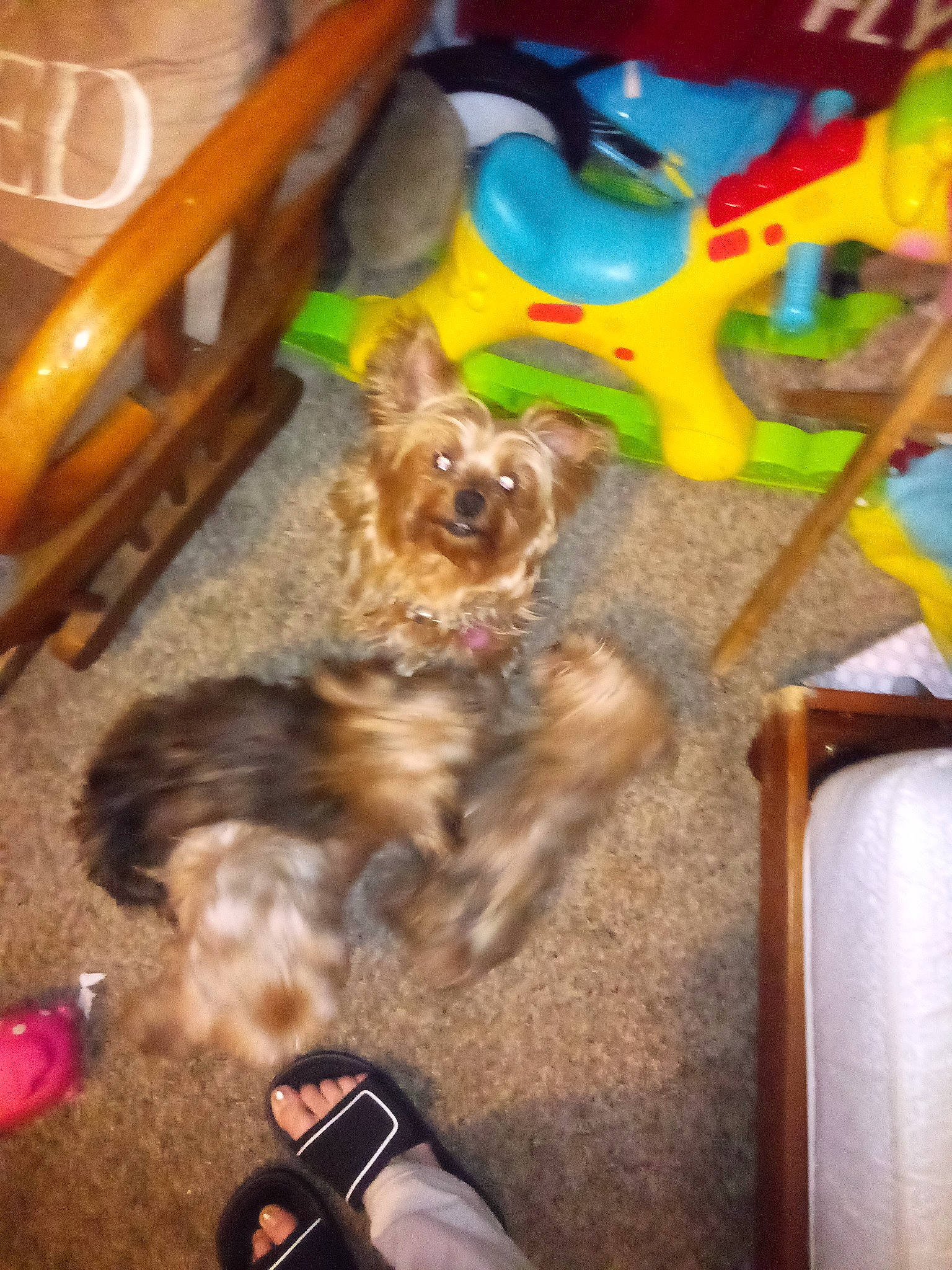 Buddy The Shorkies Daddy is registered to the contest to win money with this photo: carnivore, chair, companion_dog, dog, dog_breed, dog_supply, fashion_accessory, fawn, foot, fun, fur, party_hat, pet_supply, pomeranian, snout, sporting_group, terrier, toy_dog, wood, working_animal