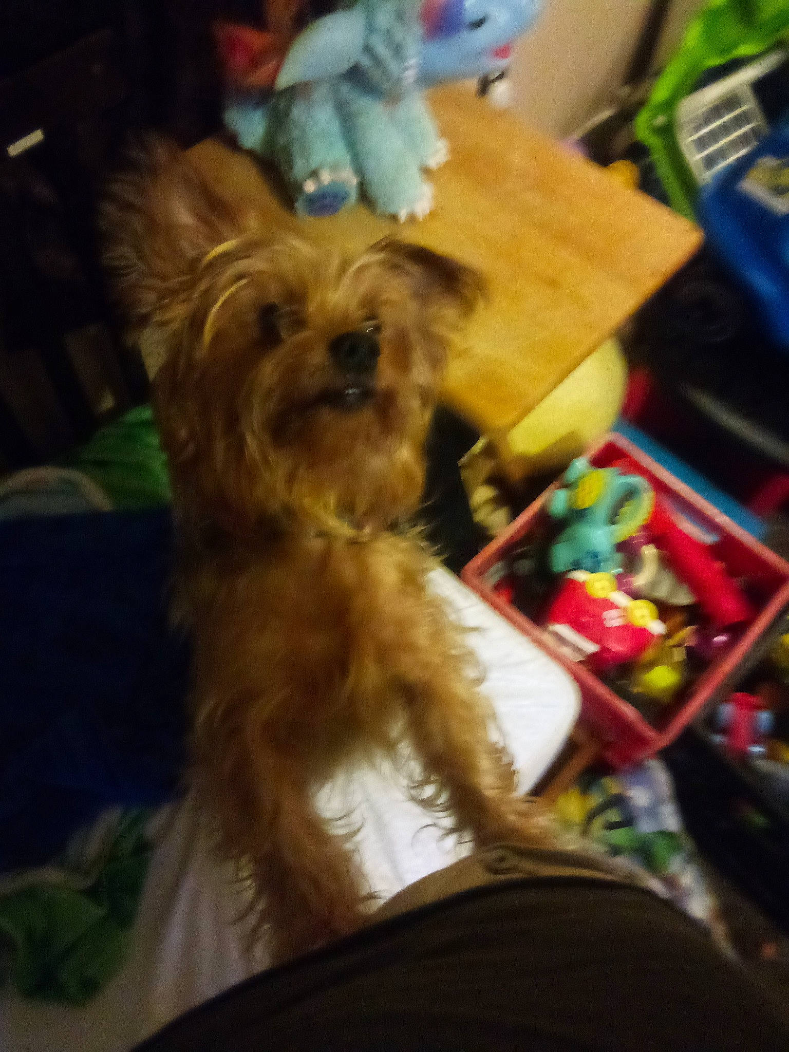 Buddy The Shorkies Daddy is registered to the contest to win money with this photo: biewer_terrier, box, carnivore, comfort, companion_dog, dog, dog_breed, dog_supply, fawn, fur, liver, maltepoo, non_sporting_group, small_terrier, snout, sporting_group, terrier, toy_dog, working_animal, yorkipoo