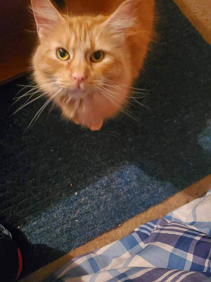 Garfield joined the competition — help win amazing prizes! blue, carnivore, cat, domestic_short_haired_cat, fawn, felidae, flooring, fur, gesture, hardwood, human_leg, pattern, paw, plaid, small_to_medium_sized_cats, snout, tail, tartan, whiskers, wood