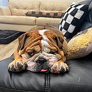 Bowser is registered to the contest to win money with this photo: bulldog, dog, pet, sleepy, tongue_out, leather_couch, living_room, pillow, checkered_pattern, beige_couch, floor, indoor, canine, relaxation, fur, paw, wrinkles, cute, animal, resting
