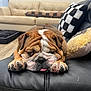bulldog, dog, pet, sleepy, tongue_out, leather_couch, living_room, pillow, checkered_pattern, beige_couch, floor, indoor, canine, relaxation, fur, paw, wrinkles, cute, animal, resting