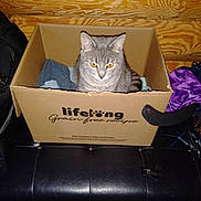 Micky participe au concours pour gagner de l'argent avec cette photo : backpack, bench, blanket, box, cardboard_box, cat, cozy, curious, flash_lighting, gray_cat, household_clutter, indoor, leather_seat, orange_eyes, pet_product_logo, portrait, purple_bag, sitting, timestamp, wood_paneling