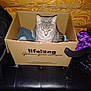 backpack, bench, blanket, box, cardboard_box, cat, cozy, curious, flash_lighting, gray_cat, household_clutter, indoor, leather_seat, orange_eyes, pet_product_logo, portrait, purple_bag, sitting, timestamp, wood_paneling