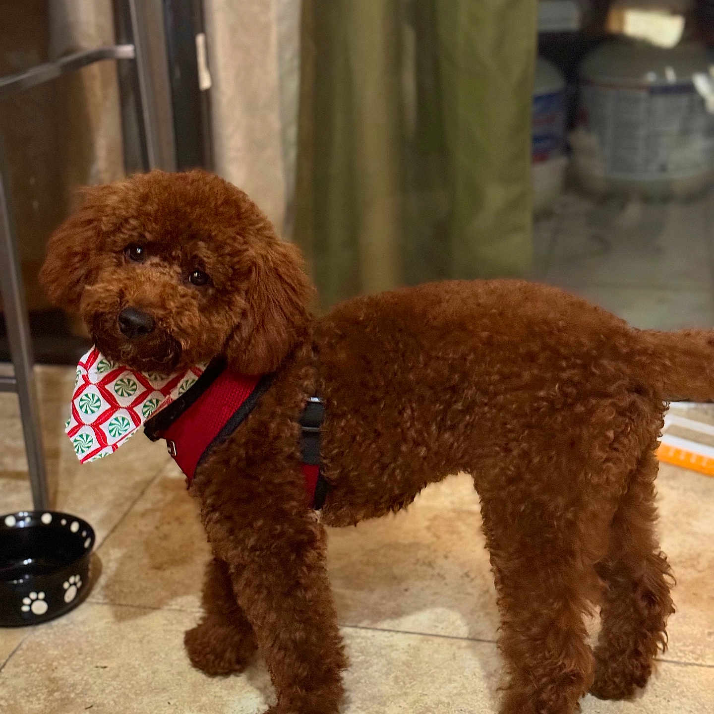 Lucky Sevyn joined the competition — help win amazing prizes! animal, architecture, bison, building, canine, cockerspaniel, dog, indoors, leash, outdoors, pet, poodle, puppy, shelter, terrier, whitedog