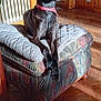 Tessy a rejoint le concours — aidez-le/la à gagner de superbes lots ! dog, black_dog, pet, collar, cushion, ottoman, wooden_floor, parquet_floor, wood_paneling, indoor, sunlight, furniture, plant, radiator, relaxed, animal, domestic, four_legs, sitting, looking_away