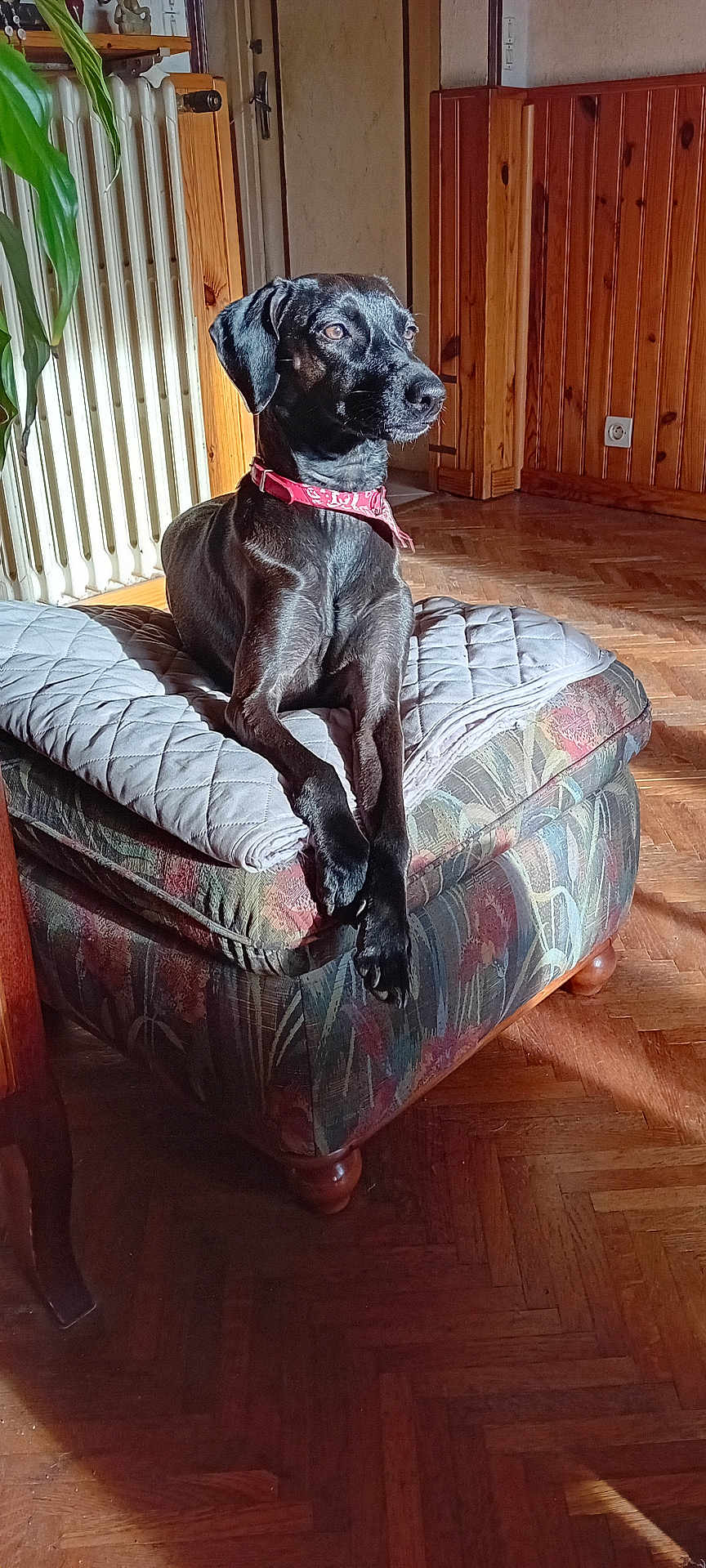 Tessy a rejoint le concours — aidez-le/la à gagner de superbes lots ! dog, black_dog, pet, collar, cushion, ottoman, wooden_floor, parquet_floor, wood_paneling, indoor, sunlight, furniture, plant, radiator, relaxed, animal, domestic, four_legs, sitting, looking_away