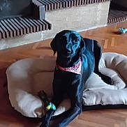 Tessy participe au concours pour gagner de l'argent avec cette photo : dog, black_dog, bandana, dog_bed, wooden_floor, indoor, home_decor, cat_statue, potted_plants, flower_pots, brick_hearth, toy, relaxed, pet, animal, flooring, living_room, domestic, companion, resting