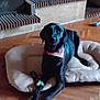 dog, black_dog, bandana, dog_bed, wooden_floor, indoor, home_decor, cat_statue, potted_plants, flower_pots, brick_hearth, toy, relaxed, pet, animal, flooring, living_room, domestic, companion, resting