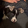 puppy, dog, black_and_white, resting, couch, tattoo, arm, hand, digital_filter, leopard_print, ears, heart_nose, indoors, fabric, casual_clothing, relaxation, closeup, pet, cute, animal
