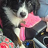 Ravin is registered to the contest to win money with this photo: puppy, dog, black_and_white, car_interior, pink_cushion, paw, floral_pattern, bag, seat, pet, cute, young_dog, resting, closeup, indoor, soft_texture, curious, animal, companion, adorable