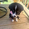 Ravin is registered to the contest to win money with this photo: puppy, dog, black_and_white, bandana, wooden_deck, outdoor, sunlight, pet, cute, young, fur, animal, portrait, small, looking_up, adorable, sitting, daylight, nature, companion