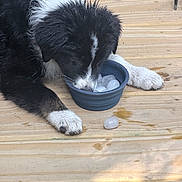 Ravin is registered to the contest to win money with this photo: puppy, dog, black_and_white, ice_cubes, bowl, wooden_deck, paw, wet_fur, outdoor, curious, sniffing, licking, pet, animal, young_dog, summer, refreshment, close_up, floor, playful