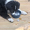 puppy, dog, black_and_white, ice_cubes, bowl, wooden_deck, paw, wet_fur, outdoor, curious, sniffing, licking, pet, animal, young_dog, summer, refreshment, close_up, floor, playful