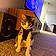 Trap