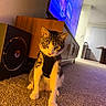 cat, indoor, carpet, harness, furniture, television, wooden_cabinet, pet, animal, curious, living_room, technology, speaker, electronics, floor, domestic, cute, small_animal, home, cozy