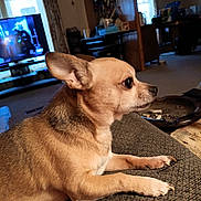 Duke is registered to the contest to win money with this photo: dog, chihuahua, pet, tan, small_dog, couch, living_room, television, furniture, window, curtains, carpet, table, indoor, side_view, animal, ears, paw, domestic_animal, resting