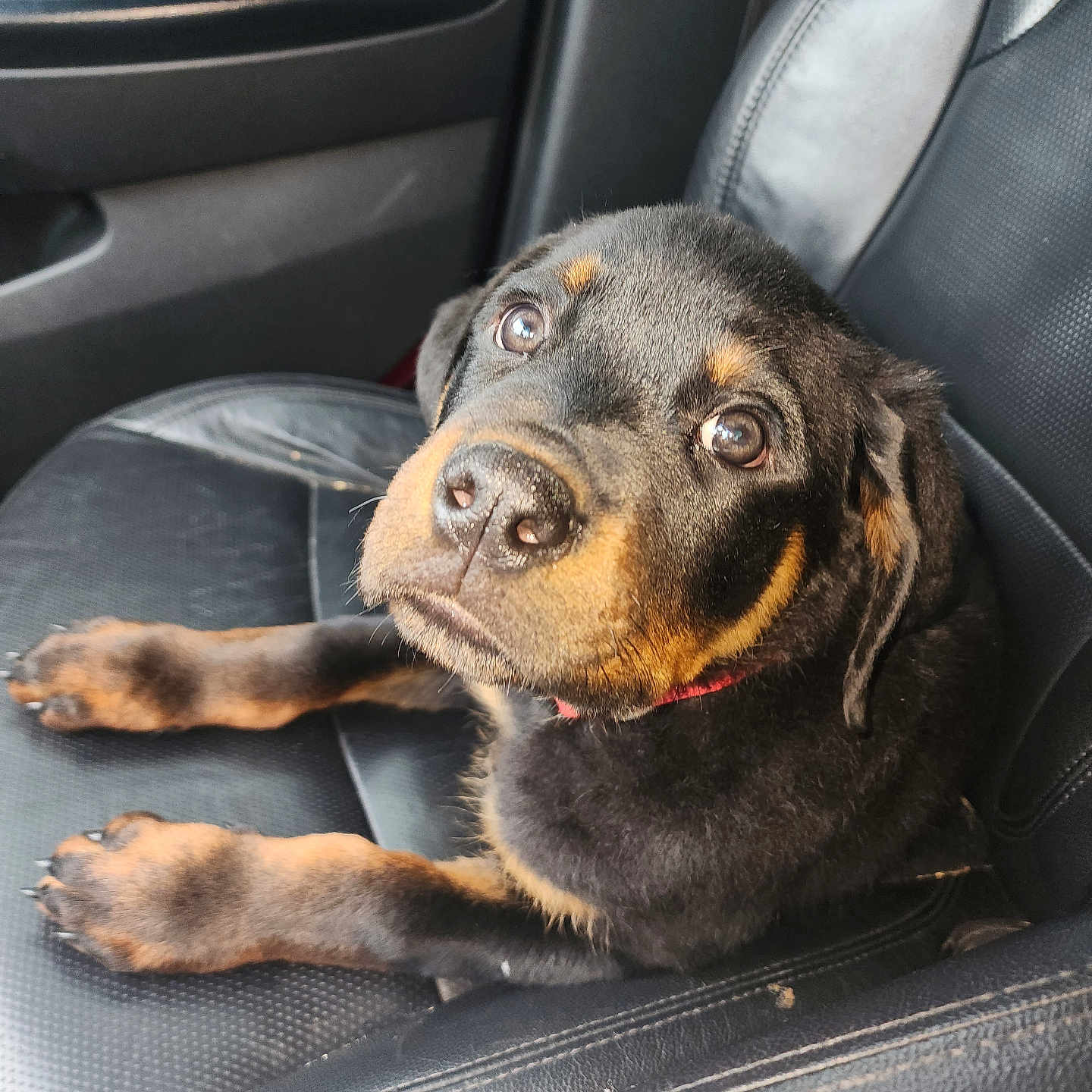 Conan joined the competition — help win amazing prizes! accessories, animal, beagle, belt, canine, car, car_interior, carseat, chair, cushion, dog, furniture, homedecor, hound, labradorretriever, pet, puppy, snout, transportation, vehicle