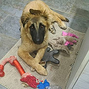 Riley participe au concours pour gagner de l'argent avec cette photo : ball, cabinet, chew_toy, dog, fluffy, fur, indoor, kitchen, looking_up, muzzle, paw, pet, plastic_bottle, playful, plush_toy, puppy, rope_toy, rug, tile_floor, toy
