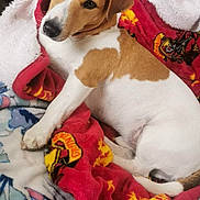 Jacko a rejoint le concours — aidez-le/la à gagner de superbes lots ! animal, blanket, brown, canine, comfort, cozy, cute, dog, floor, fur, home, indoor, laying, pet, red, relaxed, resting, white, wooden_table, yellow