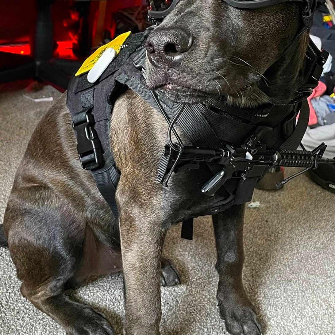 Scooby is registered to the contest to win money with this photo: auto_part, automotive_lighting, automotive_tire, bridle, carnivore, companion_dog, dog, dog_breed, event, eyewear, goggles, horse_tack, leash, motor_vehicle, pack_animal, personal_protective_equipment, recreation, snout, sporting_group, working_animal