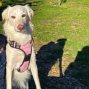 Misha a rejoint le concours — aidez-le/la à gagner de superbes lots ! dog, white_dog, pink_harness, outdoor, grass, bench, shadow, sunny, tree, hill, house, nature, pet, canine, daylight, park, animal, looking, standing, leisure