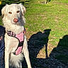 dog, white_dog, pink_harness, outdoor, grass, bench, shadow, sunny, tree, hill, house, nature, pet, canine, daylight, park, animal, looking, standing, leisure