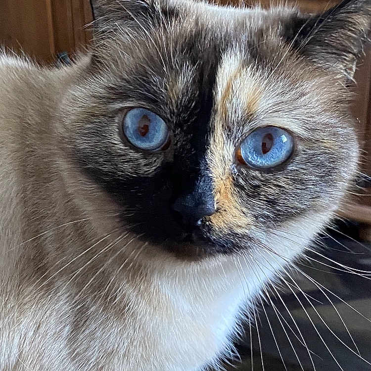 Samoa participe au concours pour gagner de l'argent avec cette photo : cat, blue_eyes, close_up, indoor, wooden_cabinet, pet, feline, whiskers, face, fur, animal, curious, portrait, domestic_cat, mammal, tabby, cute, looking, alert, house