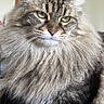 cat, long_hair, furry, pet, indoor, portrait, animal, fluffy, home, mammal, whiskers, ears, face, green_eyes, domestic_cat, feline, closeup, sitting, looking, cute