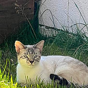 Imei participe au concours pour gagner de l'argent avec cette photo : cat, animal, outdoor, grass, sunlight, white_wall, wood, relaxing, feline, nature, pet, laying_down, greenery, quiet, calm, daylight, mammal, striped, ears, whiskers
