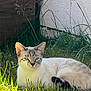 cat, animal, outdoor, grass, sunlight, white_wall, wood, relaxing, feline, nature, pet, laying_down, greenery, quiet, calm, daylight, mammal, striped, ears, whiskers