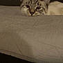 Imei a rejoint le concours — aidez-le/la à gagner de superbes lots ! cat, pet, animal, indoor, bed, blanket, quilt, resting, sleepy, feline, cute, cozy, fur, whiskers, ears, home, relaxed, closeup, laying, domestic