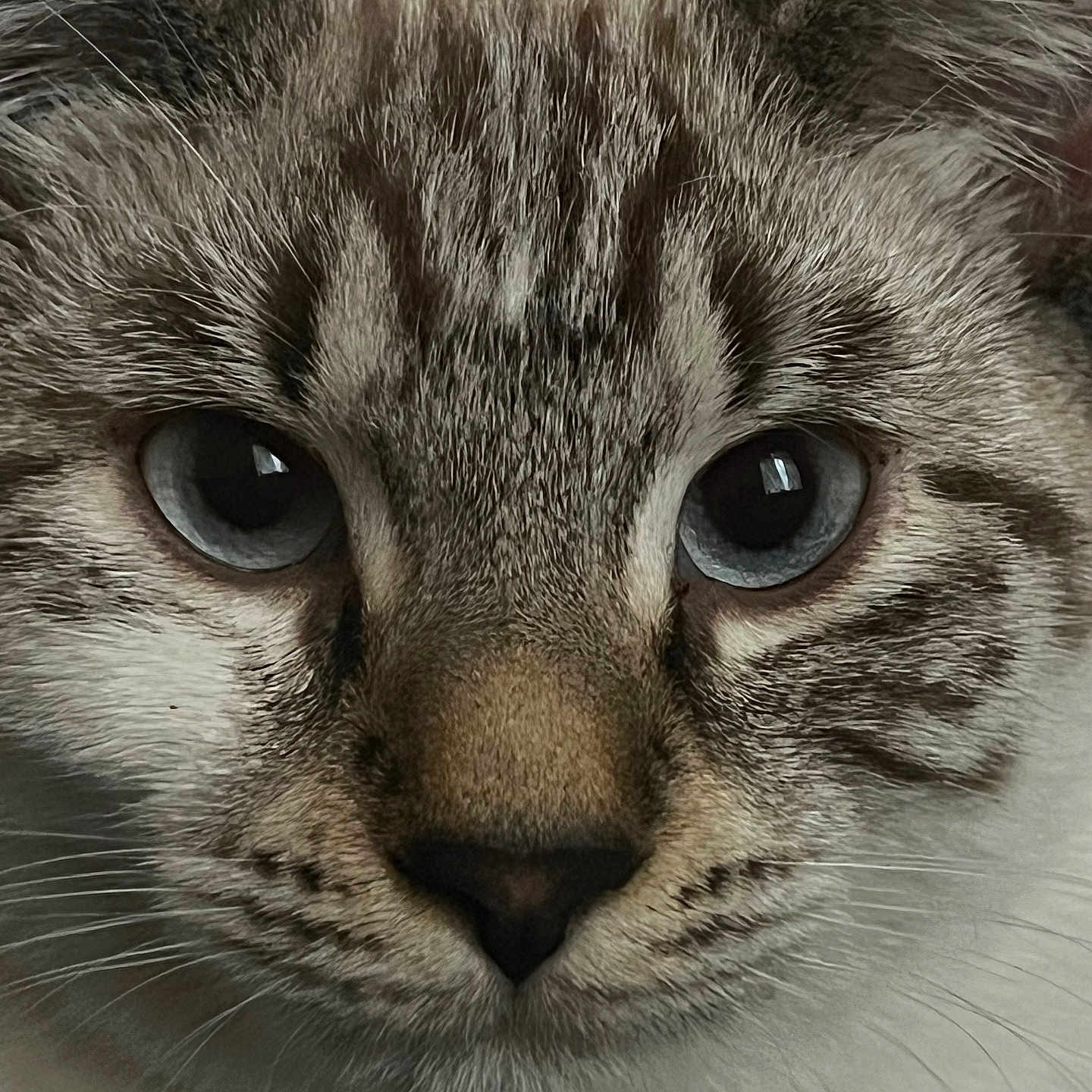 Imei a rejoint le concours — aidez-le/la à gagner de superbes lots ! animal, blue_eyes, cat, close_up, cute, detail, domestic_cat, ears, expression, face, feline, focus, fur, indoor, looking, muzzle, nose, pet, portrait, whiskers