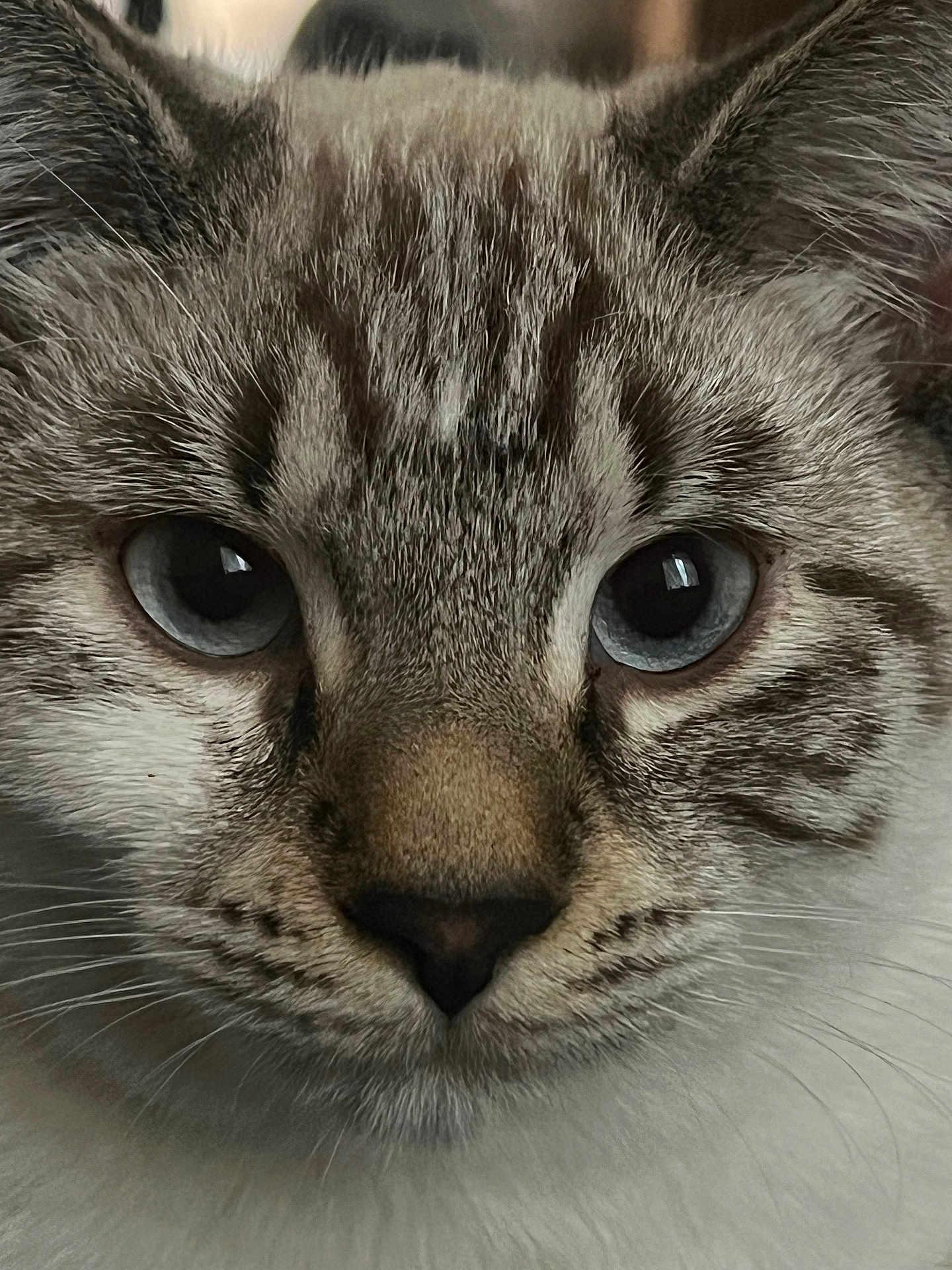 Imei a rejoint le concours — aidez-le/la à gagner de superbes lots ! cat, close_up, face, blue_eyes, fur, whiskers, pet, animal, portrait, cute, domestic_cat, feline, looking, muzzle, nose, ears, indoor, focus, detail, expression