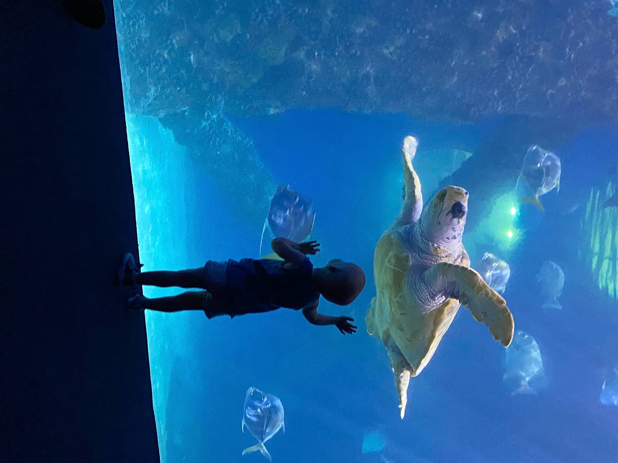 Helena is registered to the contest to win money with this photo: adventure, electric_blue, extreme_sport, fin, fish, fun, happy, individual_sports, leisure, marine_biology, marine_mammal, ocean, organism, recreation, sky, sports, swimfin, underwater, underwater_diving, water