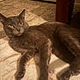alert_eyes, animal, blanket, carpet, cat, closeup, cozy, domestic_cat, feline, fur, gray_cat, home, indoor, laying_down, paws, pet, relaxed, soft_texture, whiskers, wooden_table