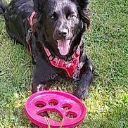 Emy participe au concours pour gagner de l'argent avec cette photo : dog, black_dog, grass, frisbee, toy, outdoor, pet, canine, tongue_out, happy, playful, red_harness, sunlight, nature, animal, grass_field, close_up, laying_down, summer, daytime