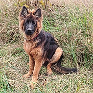 Onyx participe au concours pour gagner de l'argent avec cette photo : dog, puppy, german_shepherd, grass, field, outdoor, nature, animal, fur, ears, collar, sitting, canine, pet, young, brown, black, alert, wild, meadow