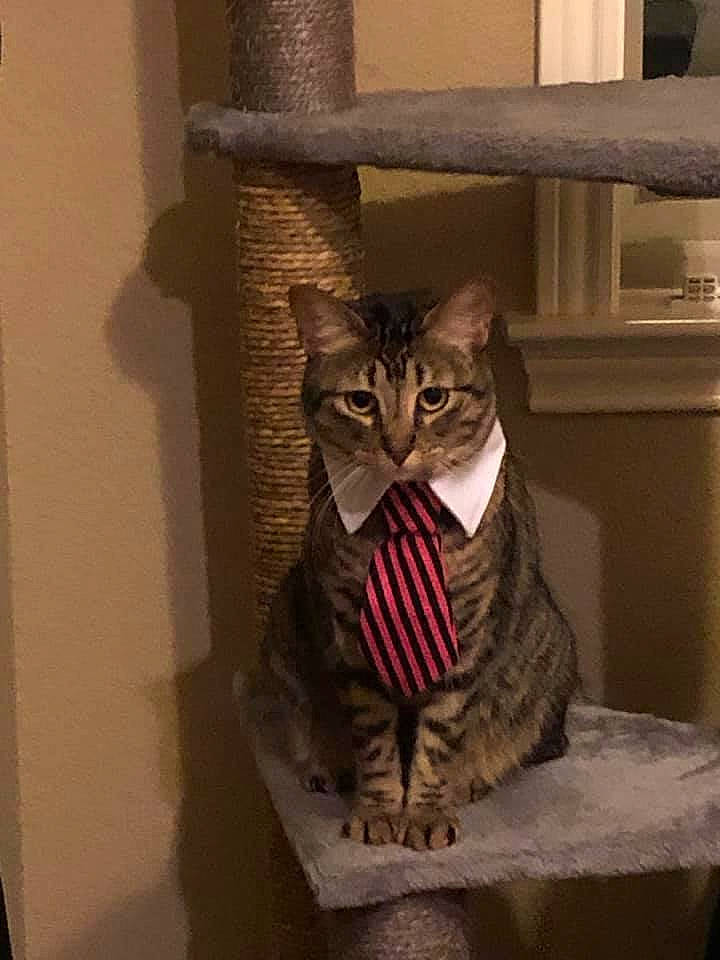 Linda is registered to the contest to win money with this photo: carnivore, cat, cat_furniture, cat_supply, collar, felidae, fur, grey, pet_supply, small_to_medium_sized_cats, snout, tabby_cat, tail, tongue, vertebrate, whiskers