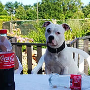 Volko participe au concours pour gagner de l'argent avec cette photo : black_patch, bottle, chair, collar, daylight, dog, fence, garden, glass_bottle, glasses, greenery, outdoor, pet, plastic_bottle, portrait, relaxing, summer, table, white_dog, woman