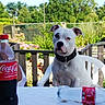 black_patch, bottle, chair, collar, daylight, dog, fence, garden, glass_bottle, glasses, greenery, outdoor, pet, plastic_bottle, portrait, relaxing, summer, table, white_dog, woman
